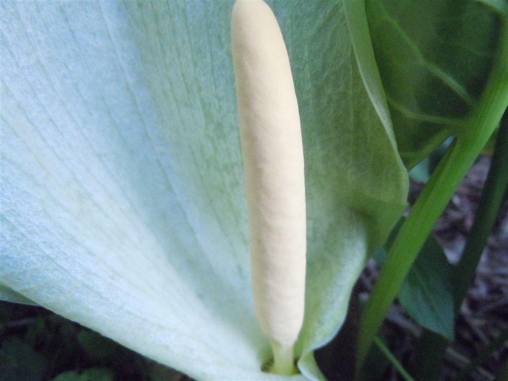 Arum italicum